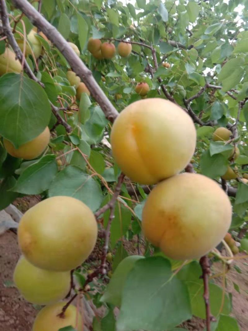 【实力供货】大荔杏子大量上市，丰源红，金太阳可提前订货