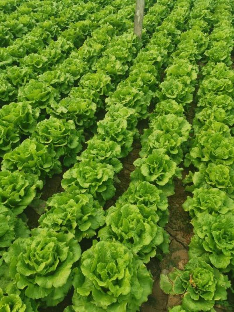 安徽精选意大利生菜新鲜蔬菜产地直供现摘现发大量供