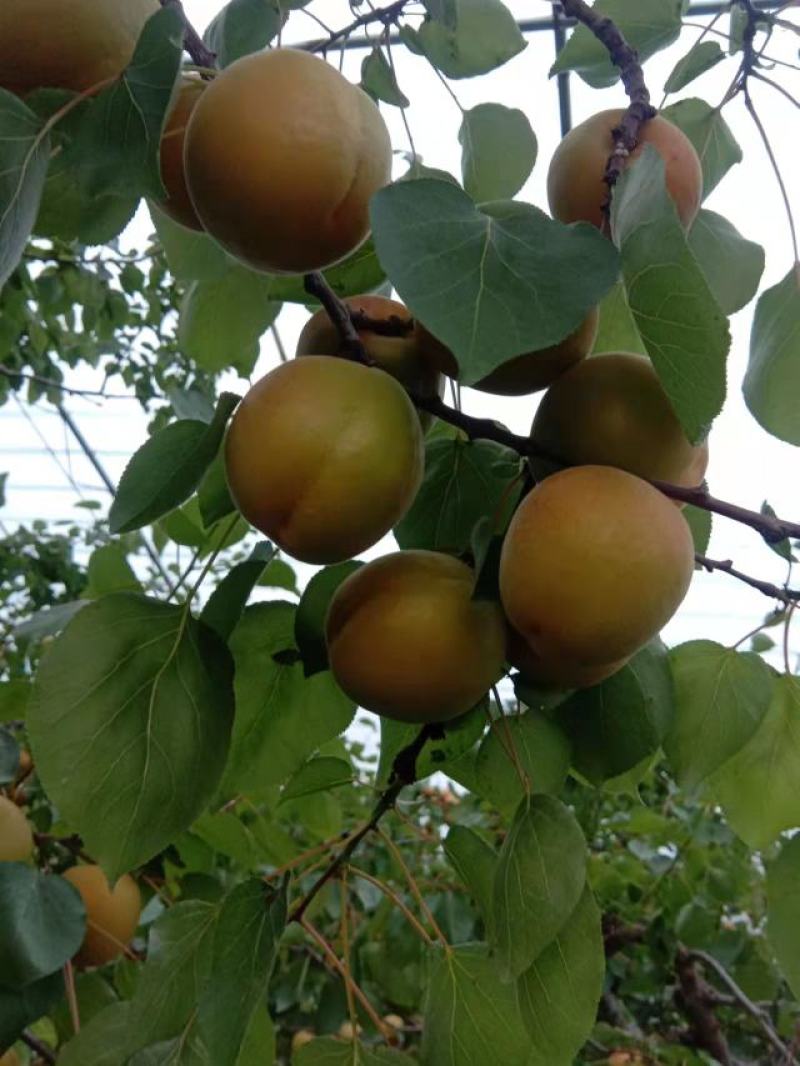 【实力供货】大荔杏子大量上市，丰源红，金太阳可提前订货