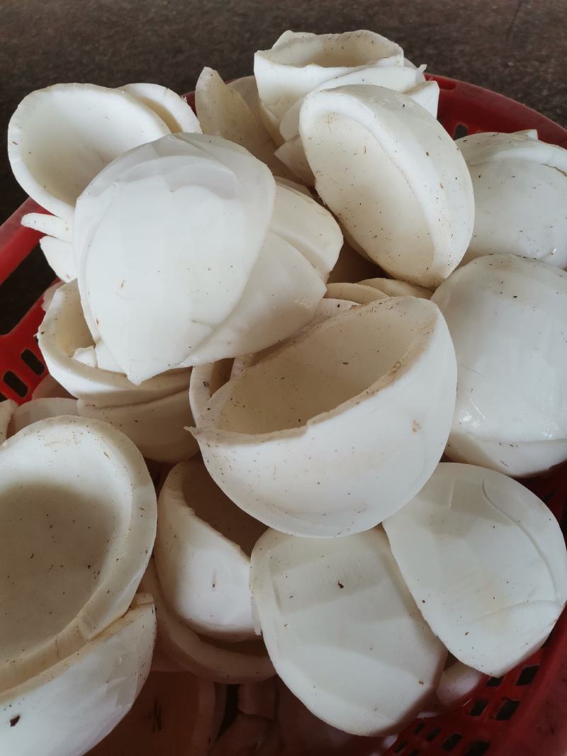 老椰子肉，新鲜大量加工，鲜榨椰奶好材料，本厂可代加工…