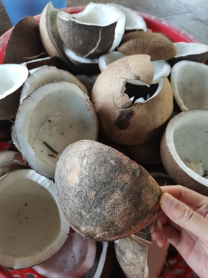 老椰子肉，新鲜大量加工，鲜榨椰奶好材料，本厂可代加工…