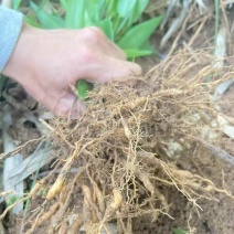 野生淡竹叶山鸡米山鸡谷竹叶麦冬新鲜整颗