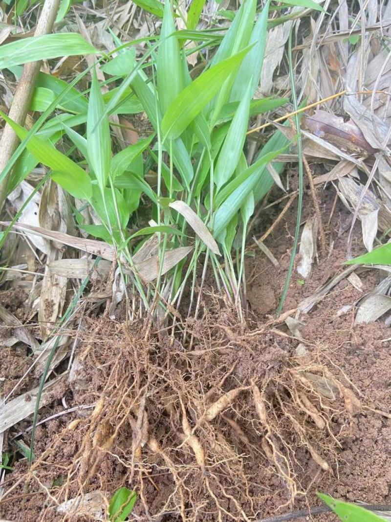 野生淡竹叶山鸡米山鸡谷竹叶麦冬新鲜整颗