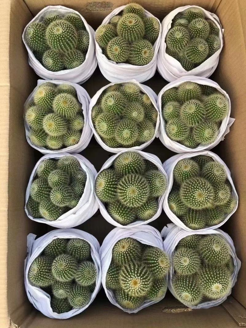 仙人球