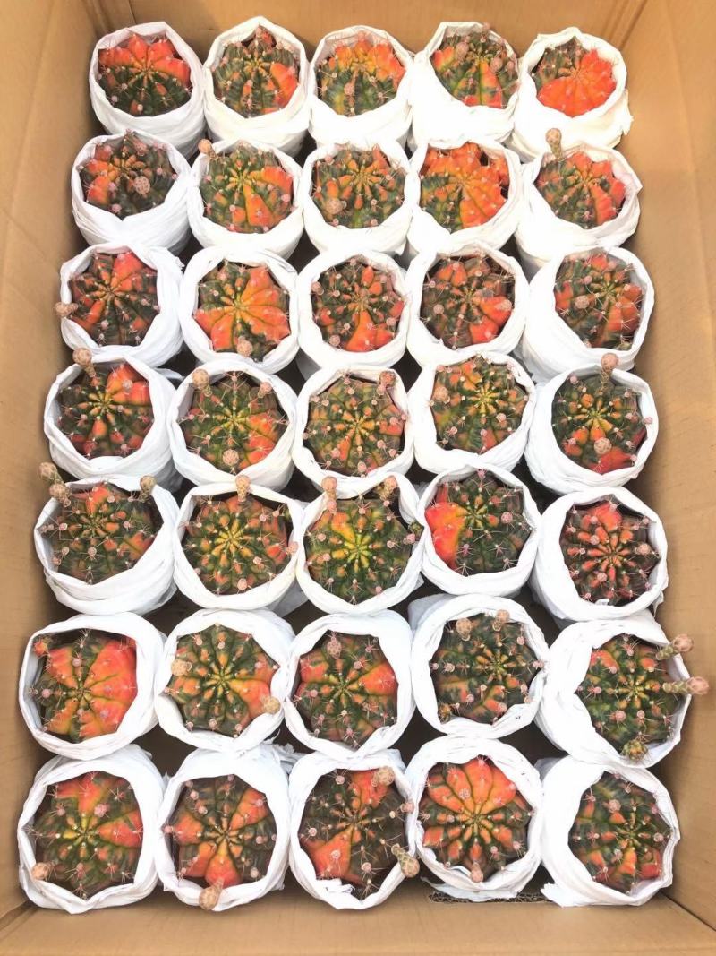 仙人球