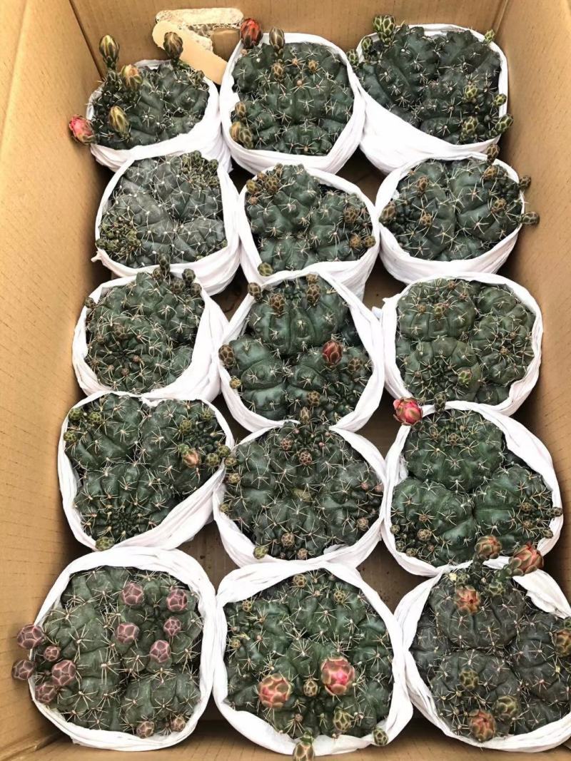仙人球