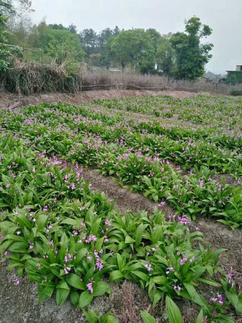 白芨鲜货统货，产地直供，一手货源，可视频看货
