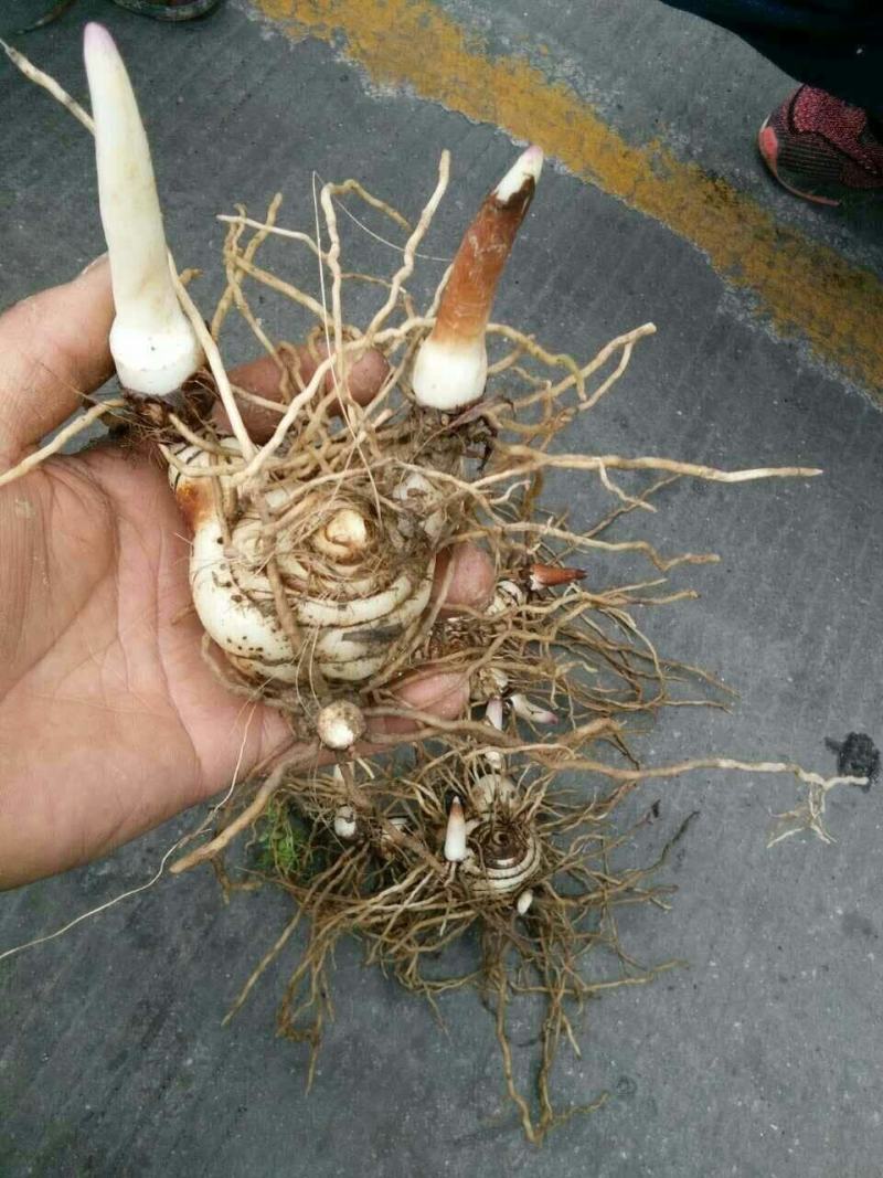 白芨鲜货统货，产地直供，一手货源，可视频看货