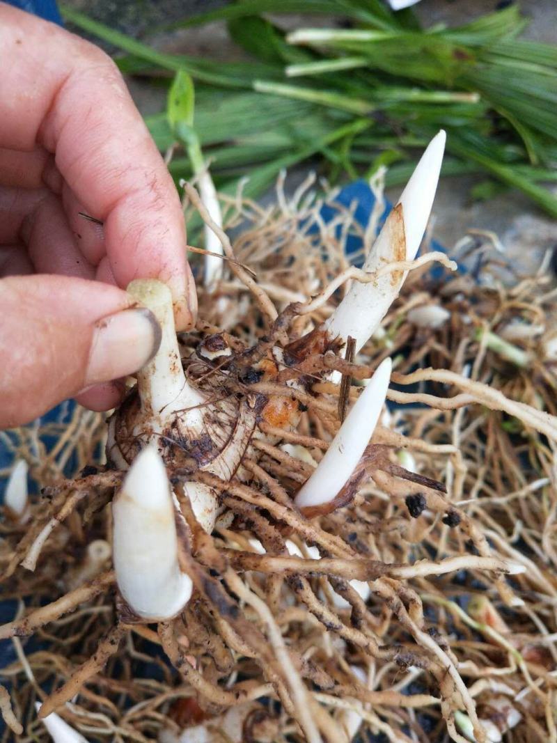 白芨鲜货统货，产地直供，一手货源，可视频看货
