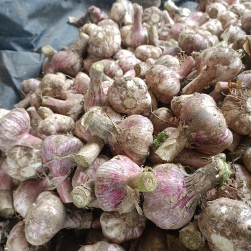 河南精品紫皮大蒜大量供应产地直发量大从优欢迎来电咨询