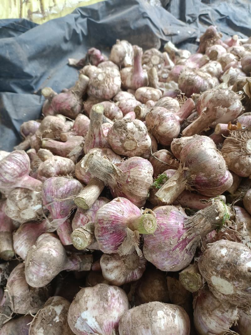 河南精品紫皮大蒜大量供应产地直发量大从优欢迎来电咨询
