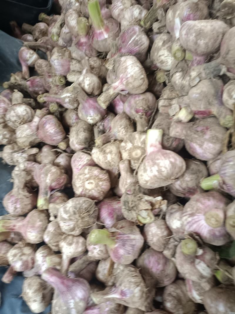 河南精品紫皮大蒜大量供应产地直发量大从优欢迎来电咨询
