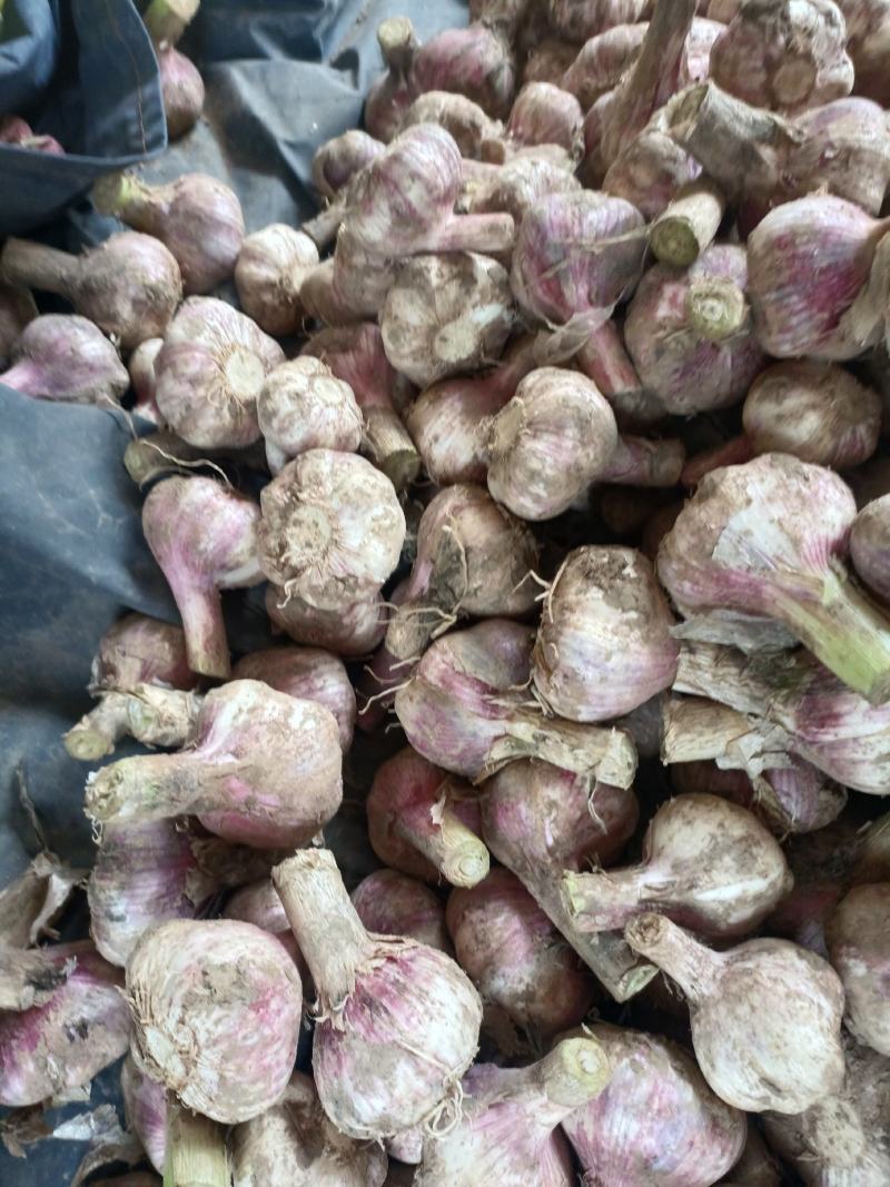 河南精品紫皮大蒜大量供应产地直发量大从优欢迎来电咨询