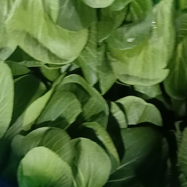 小青菜