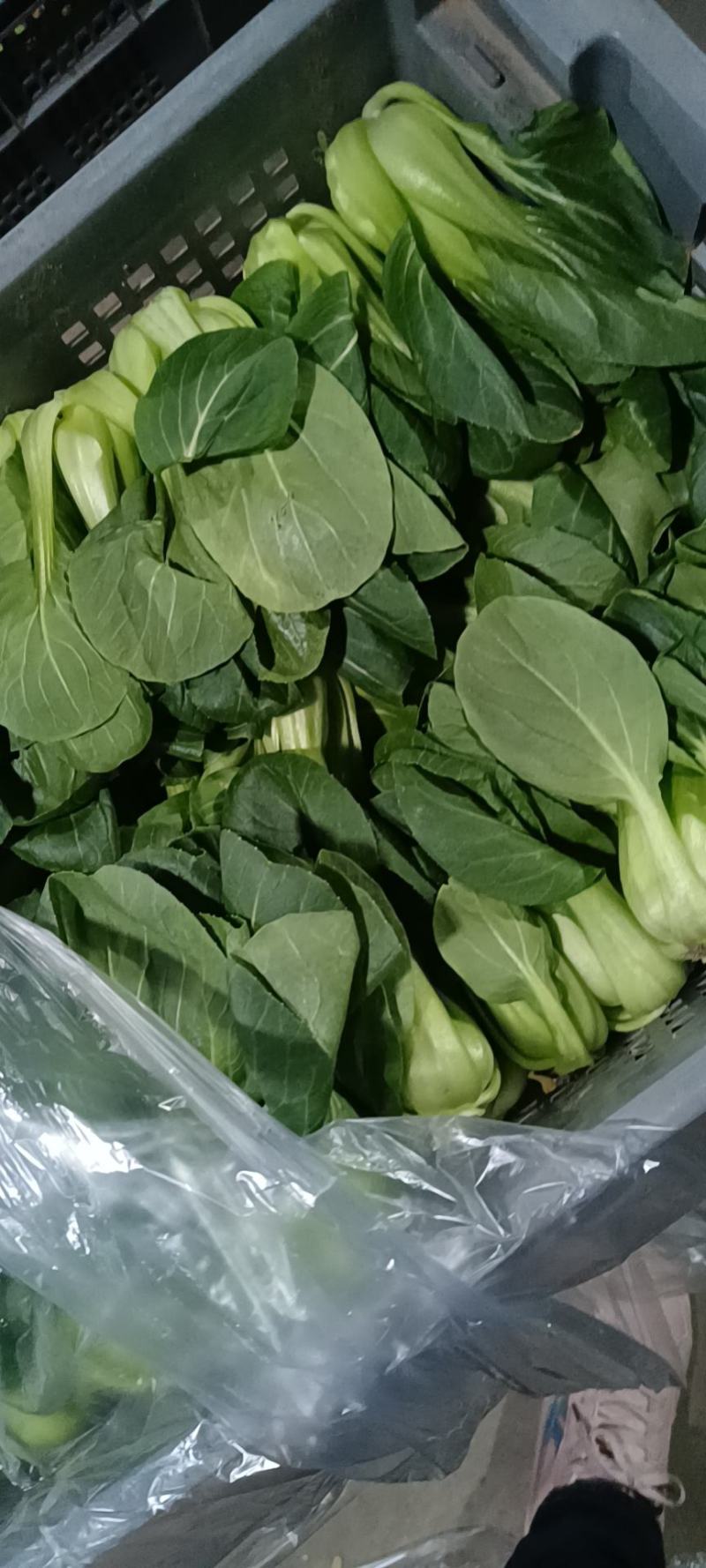 小青菜