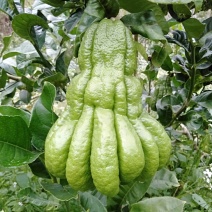 佛手鲜果.奶茶佛手.观赏果，基地直发，货源充足