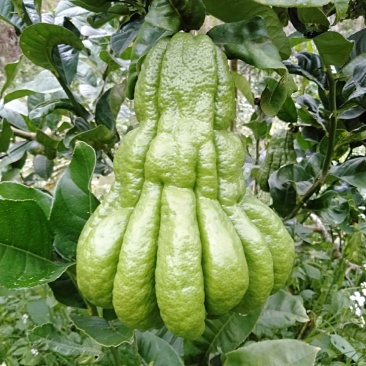 佛手鲜果.奶茶佛手.观赏果，基地直发，货源充足