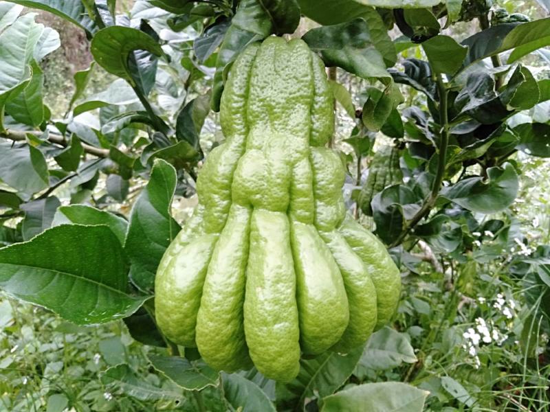 佛手鲜果.奶茶佛手.观赏果，基地直发，货源充足