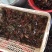 小龙虾湖北优质鲜活小龙虾，干净，保满，价格美丽