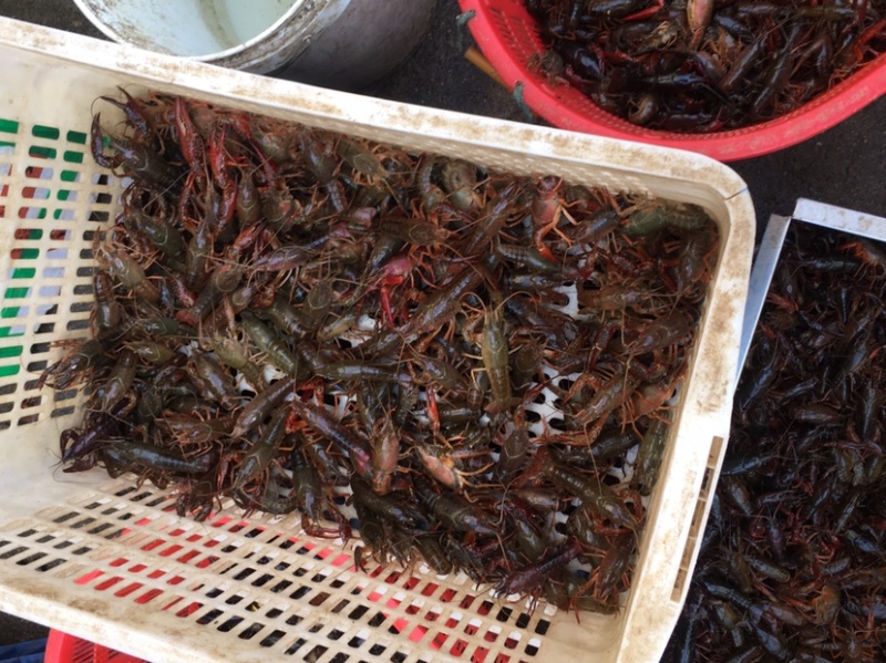 小龙虾湖北优质鲜活小龙虾，干净，保满，价格美丽
