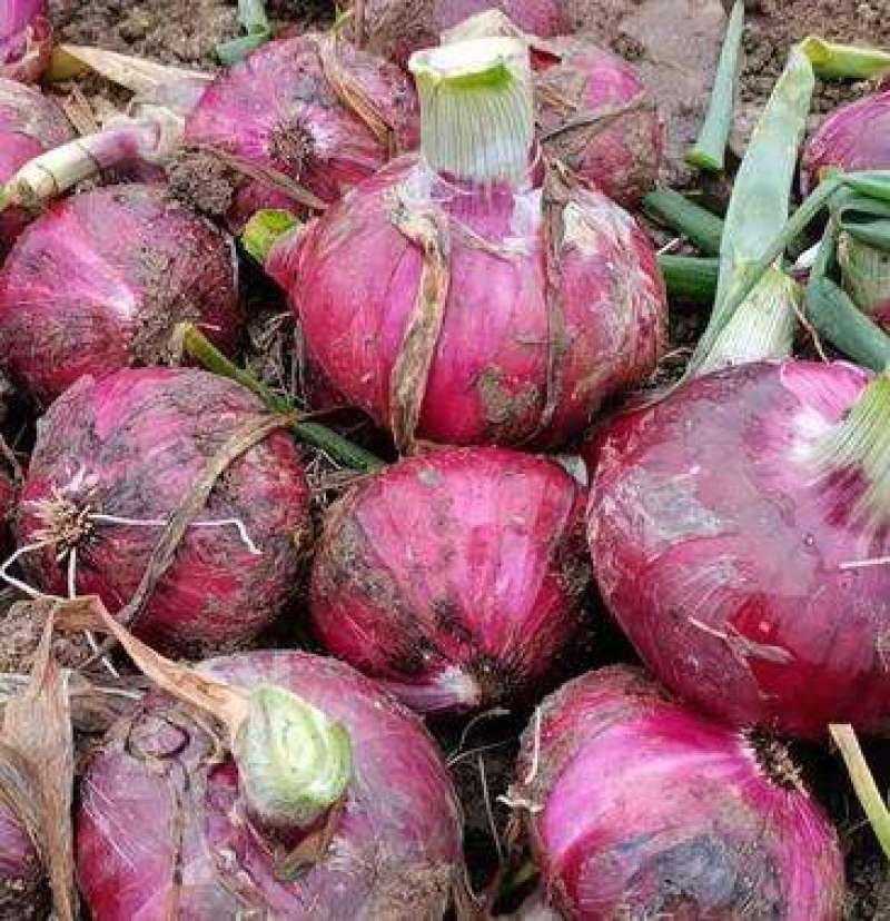 精品洋葱大量上市量太大大量滞销商超品质全国发货