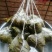 闽南特色小吃，泉州烧肉粽