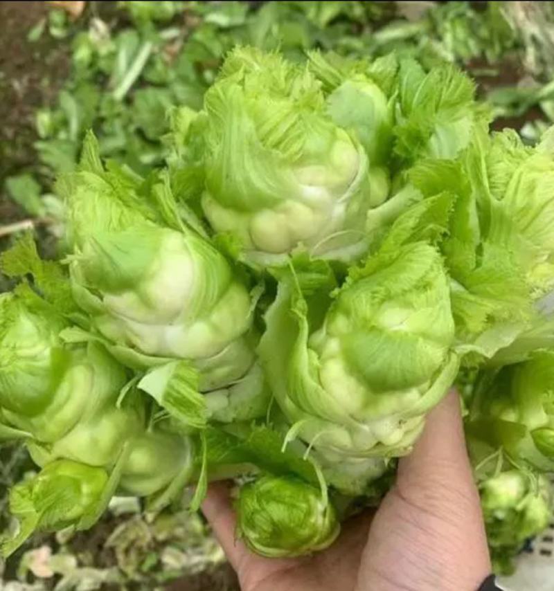 重庆儿菜基地1千万斤，量大便宜，早熟儿菜，应季蔬菜，批发