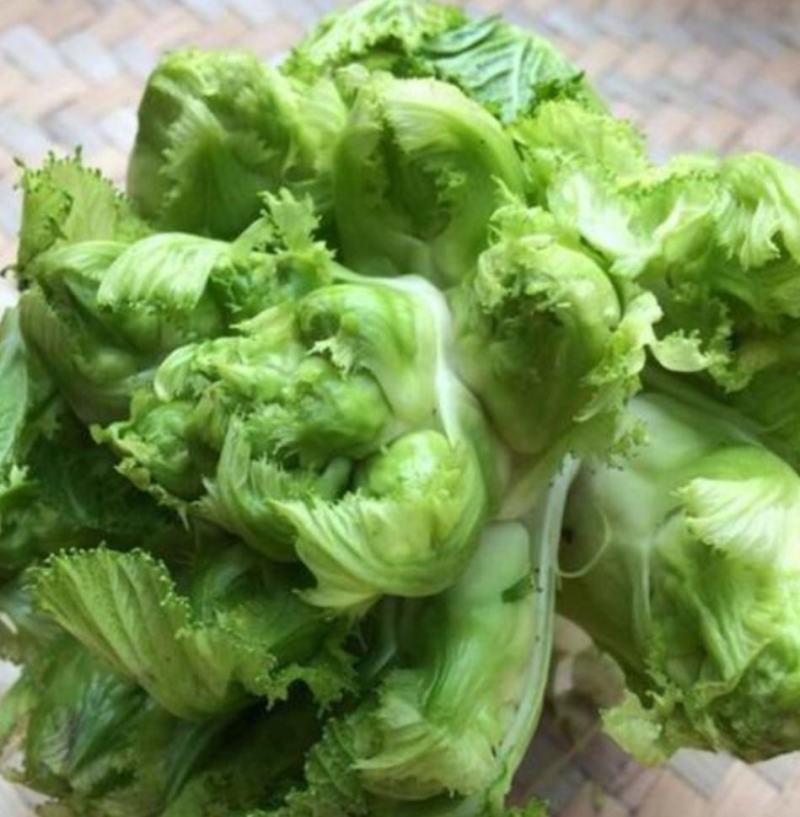 重庆儿菜基地1千万斤，量大便宜，早熟儿菜，应季蔬菜，批发