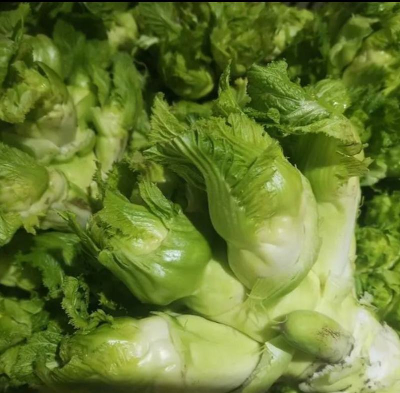 重庆儿菜基地1千万斤，量大便宜，早熟儿菜，应季蔬菜，批发
