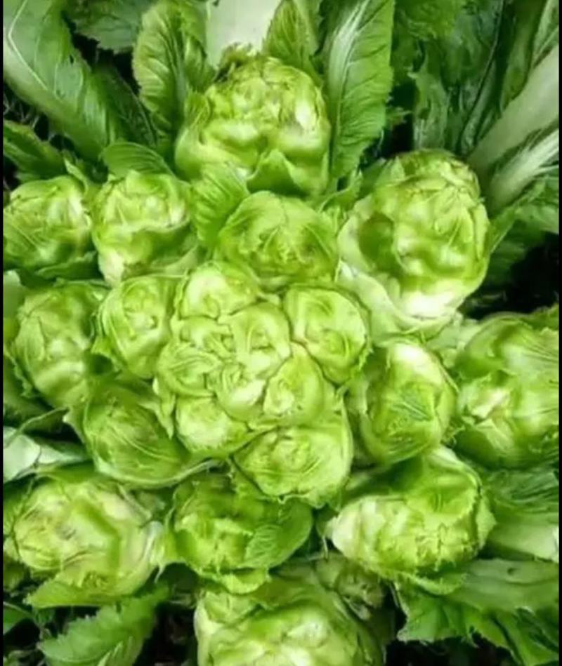 重庆儿菜基地1千万斤，量大便宜，早熟儿菜，应季蔬菜，批发