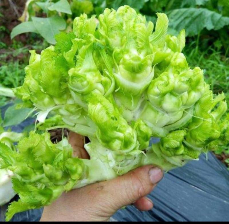 重庆儿菜基地1千万斤，量大便宜，早熟儿菜，应季蔬菜，批发