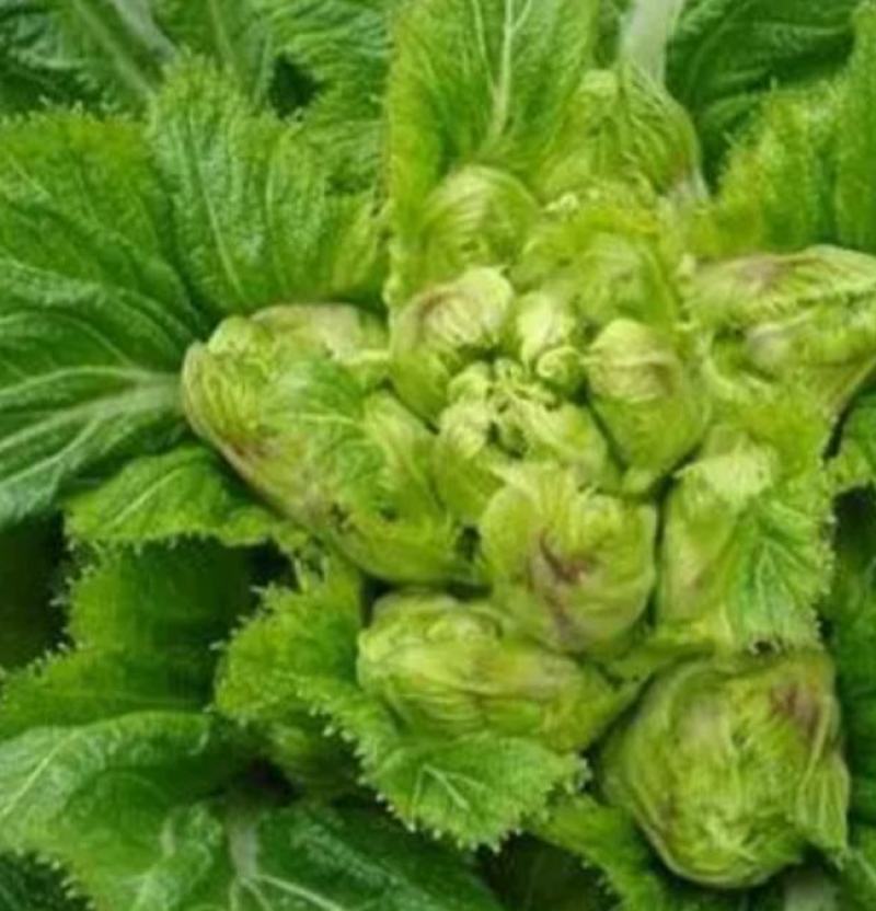重庆儿菜基地1千万斤，量大便宜，早熟儿菜，应季蔬菜，批发