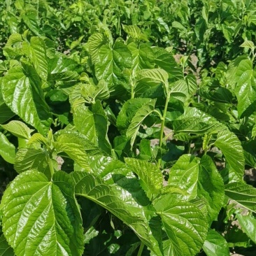 新鲜嫩绿的桑叶吃菜养蚕500亩