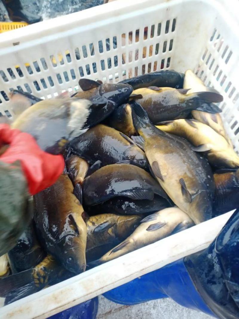鲤鱼淡水鱼大全