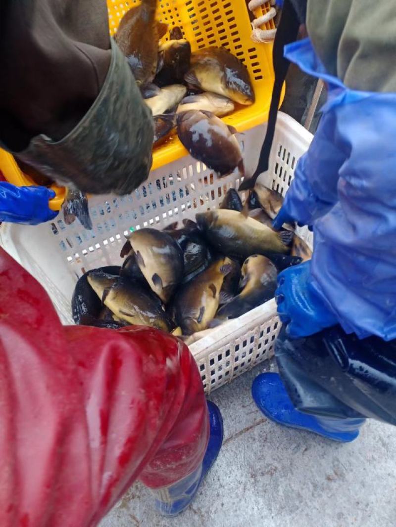 鲤鱼淡水鱼大全