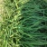 大量出售韭菜