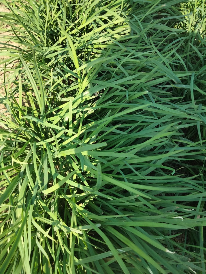 大量出售韭菜