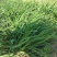 大量出售韭菜