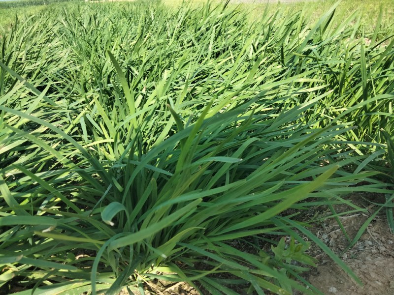 大量出售韭菜