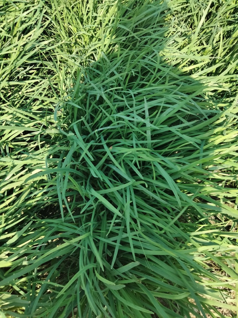 大量出售韭菜