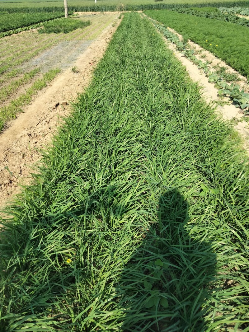 大量出售韭菜