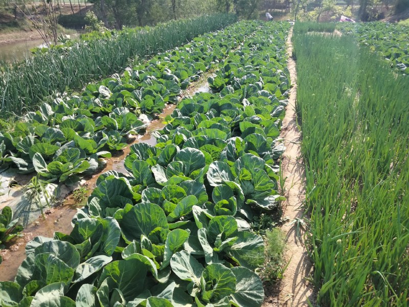 大量出售韭菜