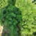 大量出售韭菜