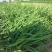 大量出售韭菜