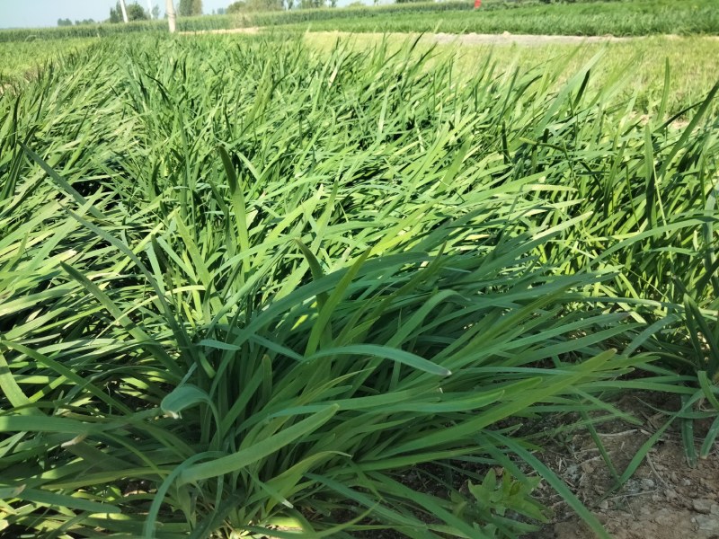 大量出售韭菜