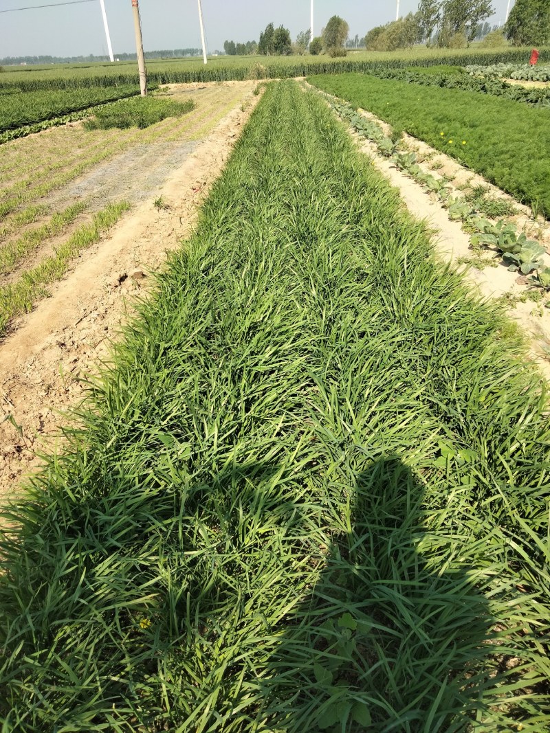 大量出售韭菜
