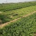 大量出售韭菜