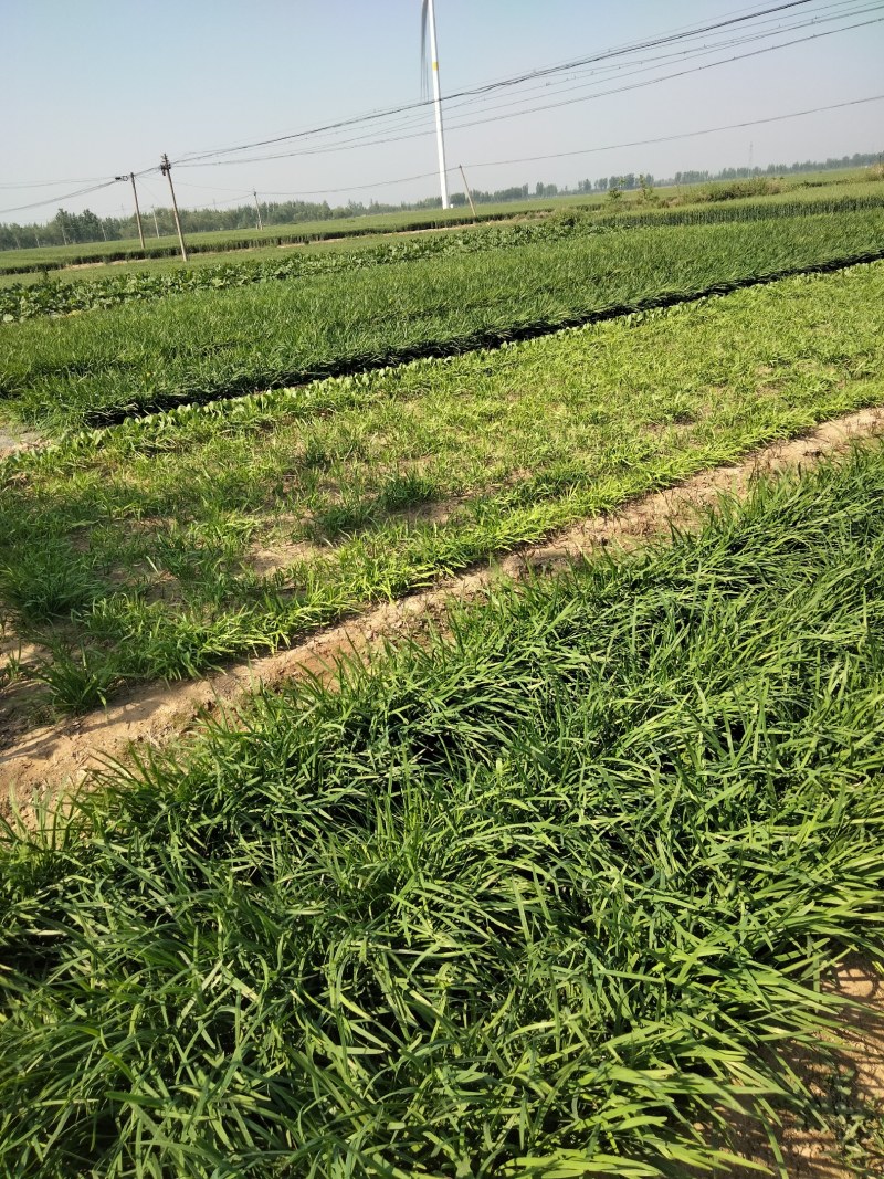 大量出售韭菜