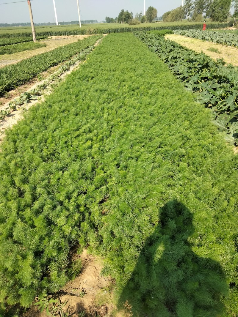 大量出售韭菜