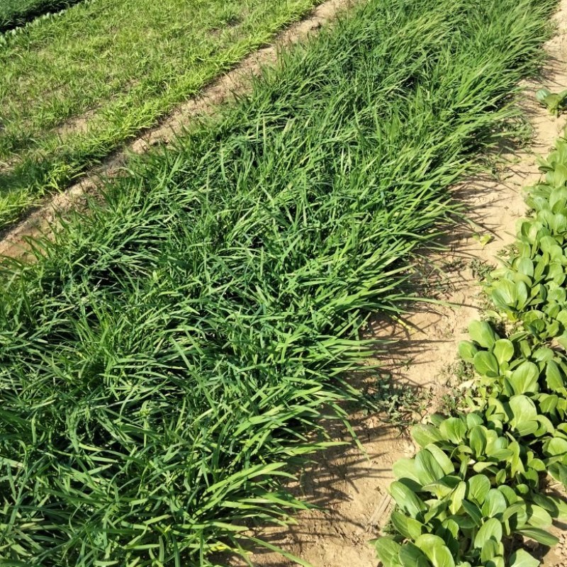 大量出售韭菜